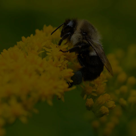 Common Eastern Bumble Bee