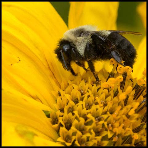 Common Eastern Bumble Bee
