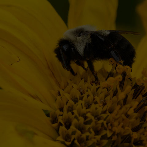 Common Eastern Bumble Bee