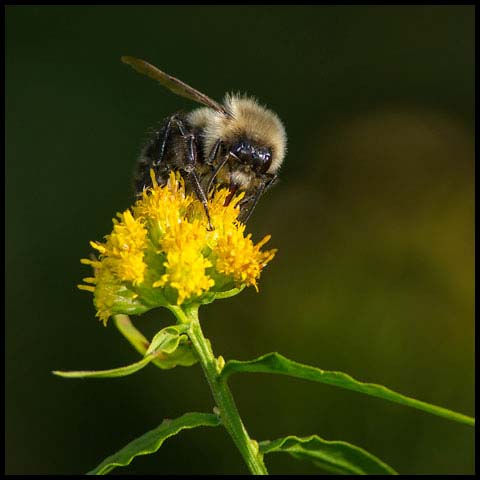 Common Eastern Bumble Bee