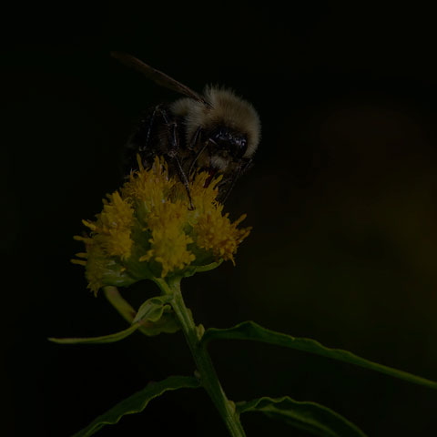 Common Eastern Bumble Bee