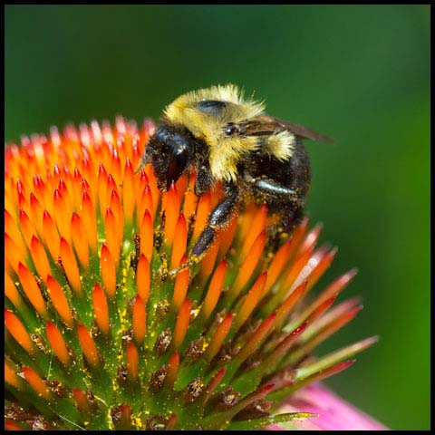 Common Eastern Bumble Bee