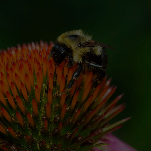 Common Eastern Bumble Bee