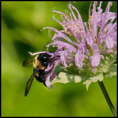 Eastern Carpenter Bee