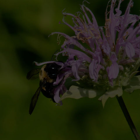 Eastern Carpenter Bee