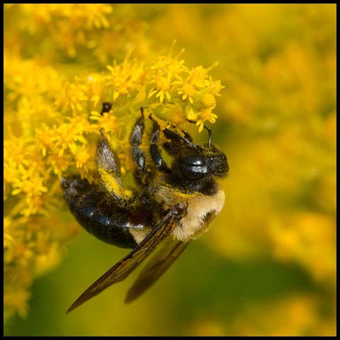 Eastern Carpenter Bee