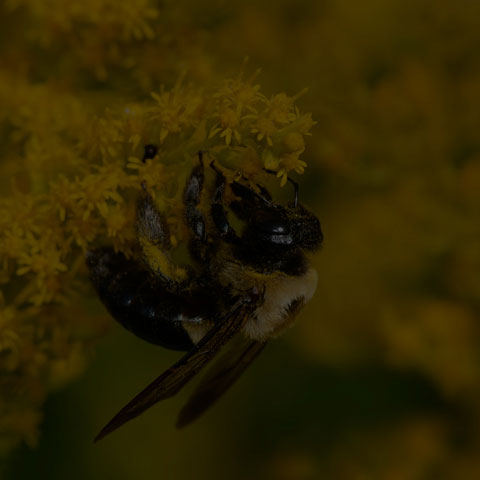 Eastern Carpenter Bee