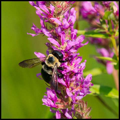 Eastern Carpenter Bee