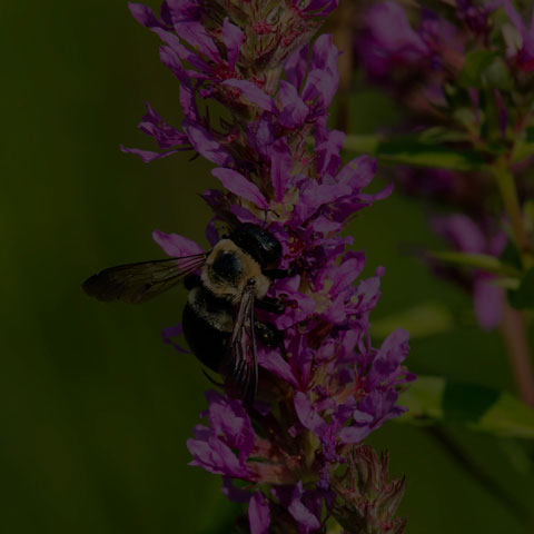 Eastern Carpenter Bee