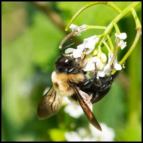 Eastern Carpenter Bee