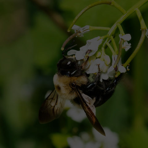 Eastern Carpenter Bee