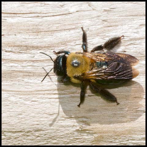 Eastern Carpenter Bee