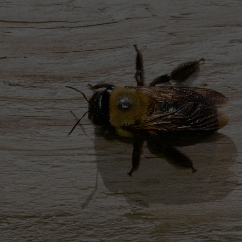 Eastern Carpenter Bee