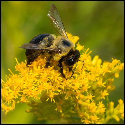 Eastern Carpenter Bee