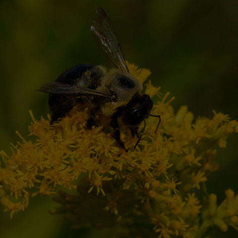Eastern Carpenter Bee