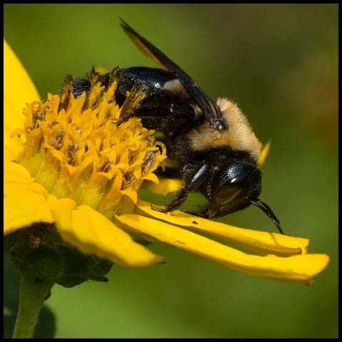 Eastern Carpenter Bee