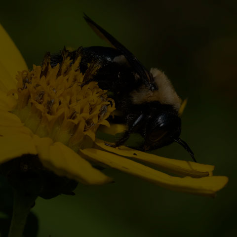 Eastern Carpenter Bee