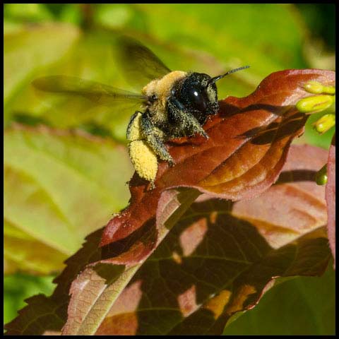 Eastern Carpenter Bee