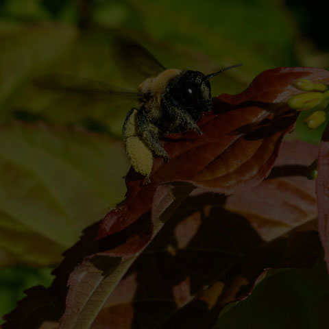 Eastern Carpenter Bee