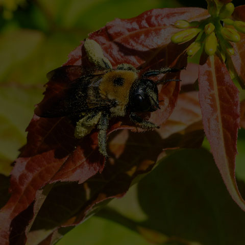 Eastern Carpenter Bee