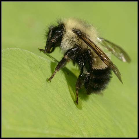 Half-black Bumble Bee