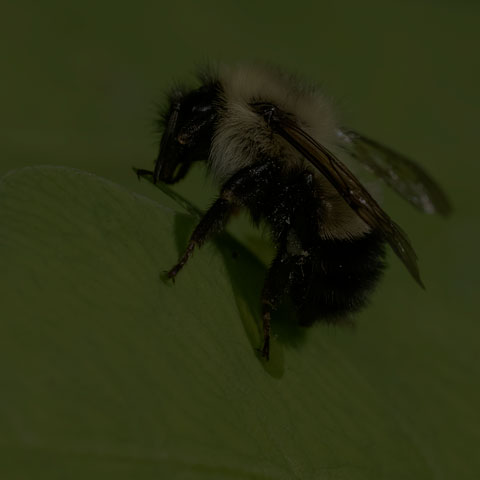 Half-black Bumble Bee
