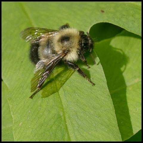 Half-black Bumble Bee
