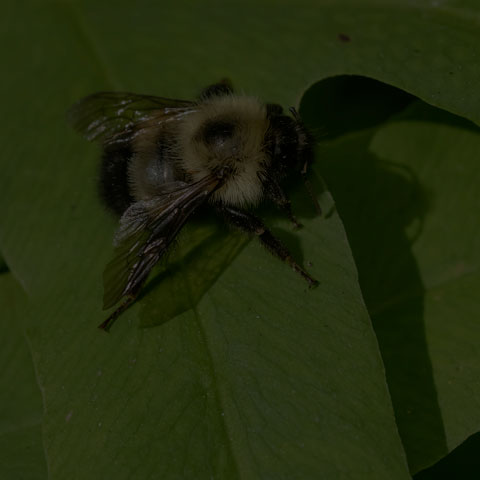 Half-black Bumble Bee