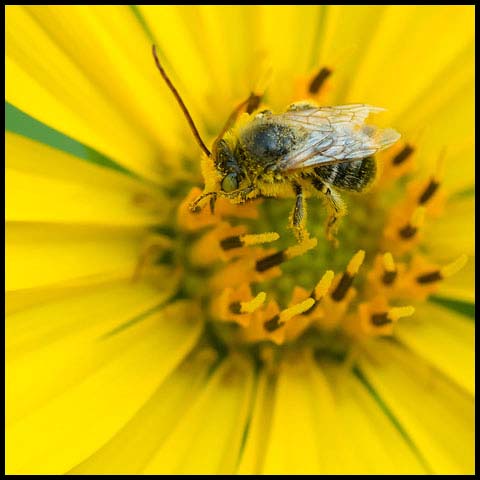 Long-horned Bee