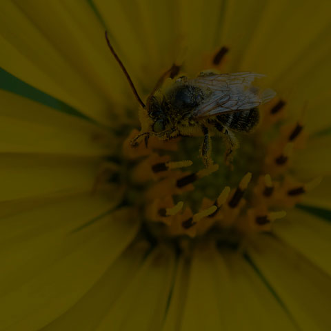 Long-horned Bee