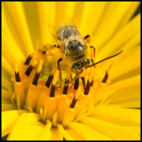 Long-horned Bee