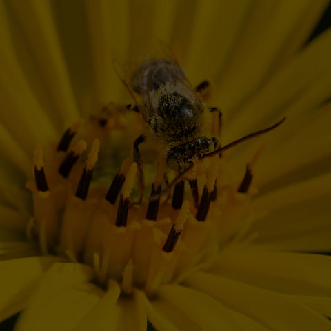 Long-horned Bee