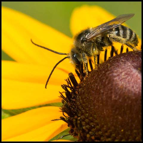Long-horned Bee