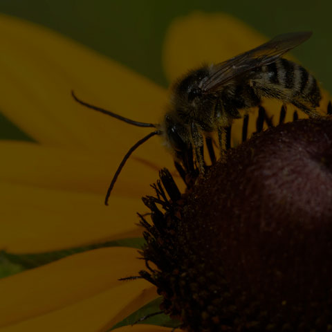 Long-horned Bee