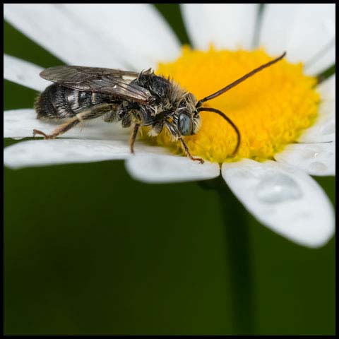 Long-horned Bee
