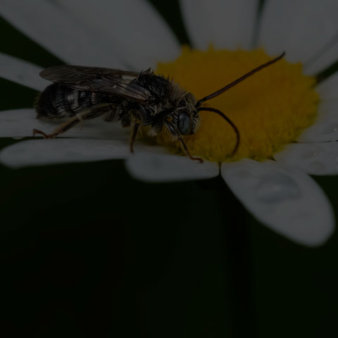 Long-horned Bee