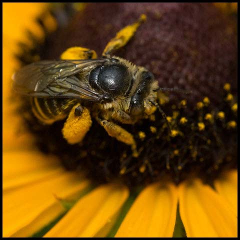 Long-horned Bee