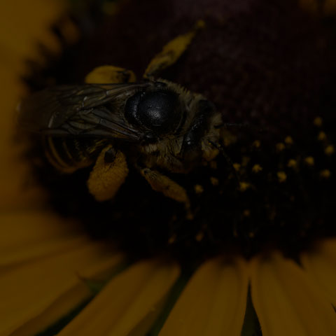 Long-horned Bee