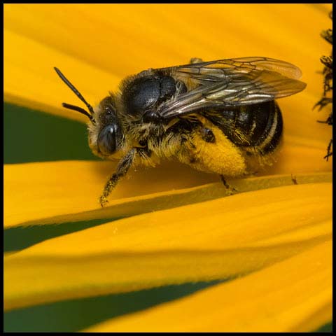 Long-horned Bee