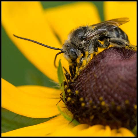 Long-horned Bee