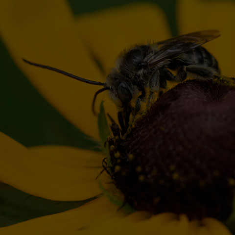 Long-horned Bee
