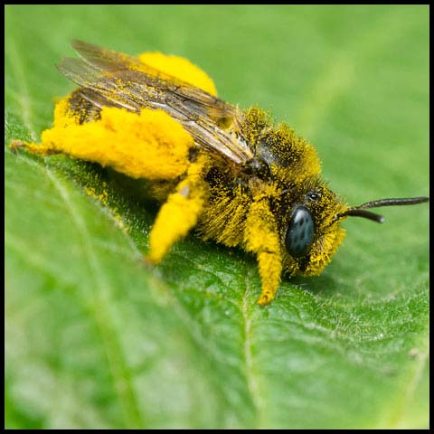 Long-horned Bee
