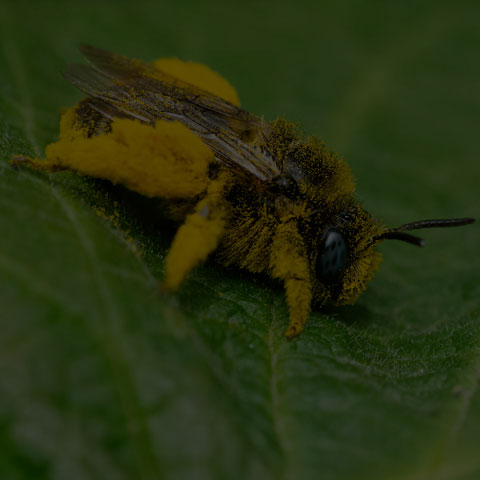 Long-horned Bee