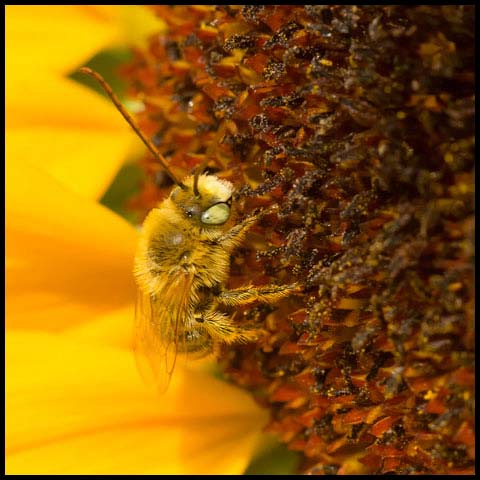 Long-horned Bee