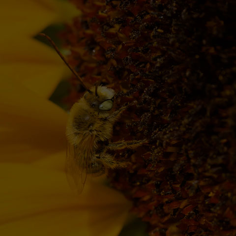 Long-horned Bee