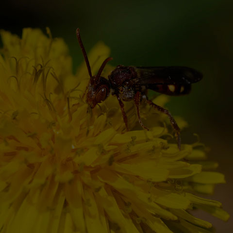 Nomad Bee
