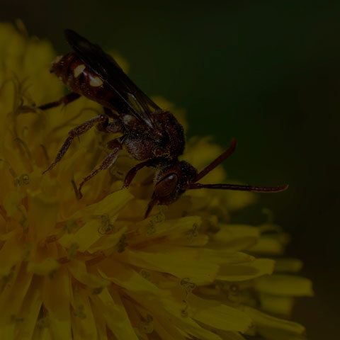 Nomad Bee