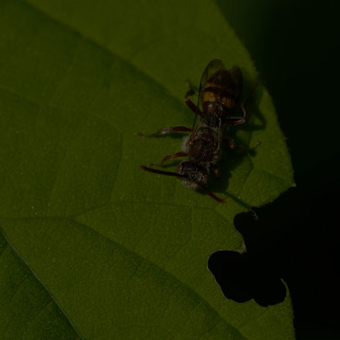 Nomad Bee