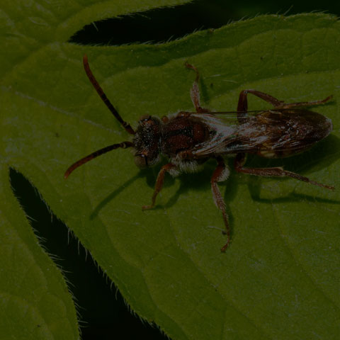 Nomad Bee