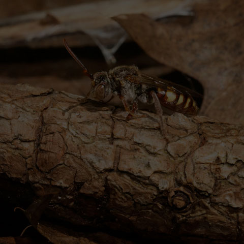 Nomad Bee